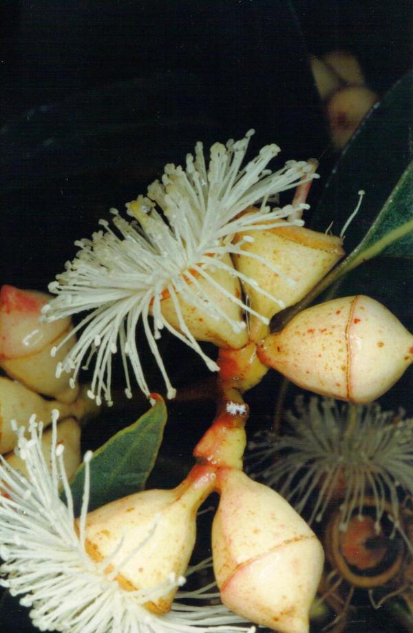 Eucalyptus dosmophylla